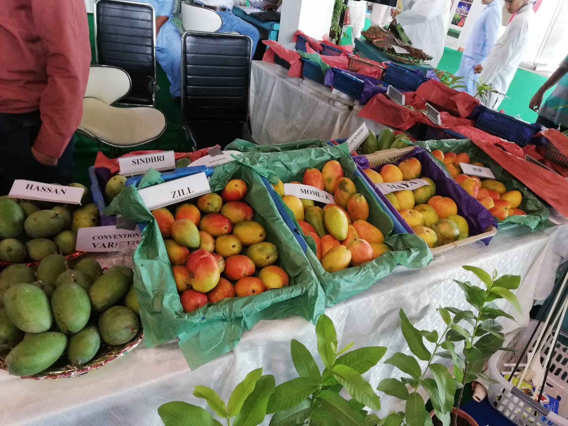 Horticulture Japan allows import of mangoes from Pakistan Muhammad